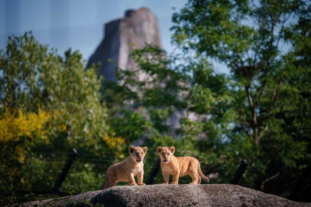 This photograph shows two month-old African Lion cubs Isis and Inaya after the cubs went on public display at the Paris Zoological Park in Paris on June 24, 2026. (Photo by Dimitar DILKOFF / AFP)
