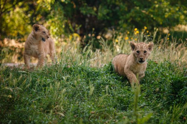 This photograph shows two month-old African Lion cubs Isis and Inaya after the cubs went on public display at the Paris Zoological Park in Paris on June 24, 2026. (Photo by Dimitar DILKOFF / AFP)