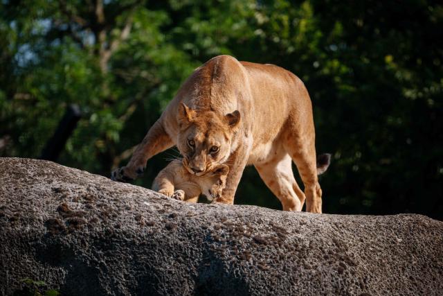 Two month-old African Lion cub Isis plays with his mother Asma after the cubs went on public display at the Paris Zoological Park in Paris on June 24, 2026. (Photo by Dimitar DILKOFF / AFP)