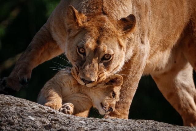 Two month-old African Lion cub Isis plays with his mother Asma after the cubs went on public display at the Paris Zoological Park in Paris on June 24, 2026. (Photo by Dimitar DILKOFF / AFP)