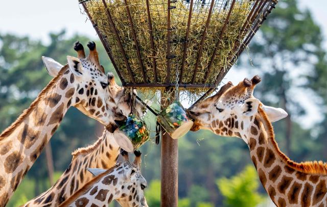 Giraffes eat icecream to cool down at Beekse Bergen animal park in Hilvarenbeek on June 24, 2026, as an early-summer heatwave smothered much of western Europe. (Photo by Iris van den Broek / ANP / AFP) / Netherlands OUT