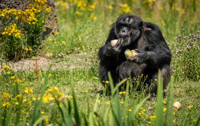 A great ape eats icecream to cool down at Beekse Bergen animal park in Hilvarenbeek on June 24, 2026, as an early-summer heatwave smothered much of western Europe. (Photo by Iris van den Broek / ANP / AFP) / Netherlands OUT