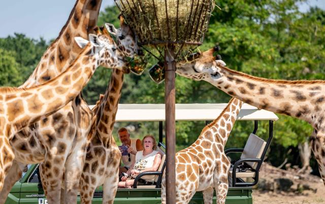 Giraffes eat icecream to cool down at Beekse Bergen animal park in Hilvarenbeek on June 24, 2026, as an early-summer heatwave smothered much of western Europe. (Photo by Iris van den Broek / ANP / AFP) / Netherlands OUT