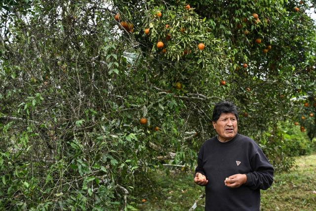 Former Bolivian president Evo Morales eats mandarins at his private farm in Villa Victoria, Cochabamba Department, Bolivia, on June 24, 2026. Bolivia's former president Evo Morales said to AFP on June 23, 2026 that the Bolivian government is "forcing a civil war" with its "neoliberal policy," in an interview at his refuge in the jungle region of Chapare where he remains a fugitive. (Photo by MARTIN BERNETTI / AFP)