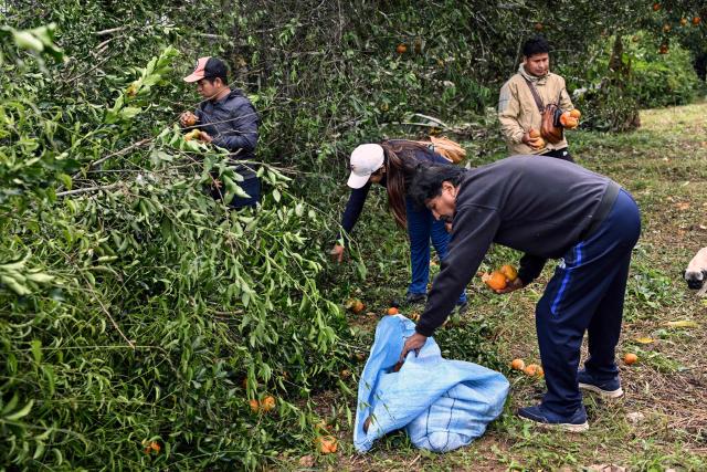Former Bolivian president Evo Morales collects mandarins in a sack at his private farm in Villa Victoria, Cochabamba Department, Bolivia, on June 24, 2026. Bolivia's former president Evo Morales said to AFP on June 23, 2026 that the Bolivian government is "forcing a civil war" with its "neoliberal policy," in an interview at his refuge in the jungle region of Chapare where he remains a fugitive. (Photo by MARTIN BERNETTI / AFP)