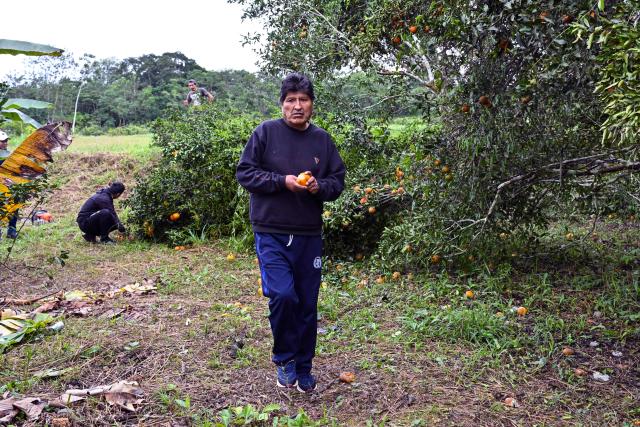 Former Bolivian president Evo Morales eats mandarins at his private farm in Villa Victoria, Cochabamba Department, Bolivia, on June 24, 2026. Bolivia's former president Evo Morales said to AFP on June 23, 2026 that the Bolivian government is "forcing a civil war" with its "neoliberal policy," in an interview at his refuge in the jungle region of Chapare where he remains a fugitive. (Photo by MARTIN BERNETTI / AFP)