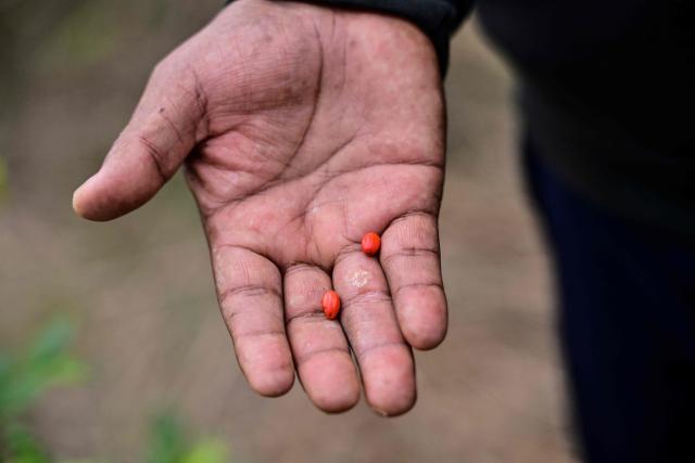 Former Bolivian president Evo Morales holds coca seeds in his hand on his private farm in Villa Victoria, Cochabamba Department, Bolivia, on June 24, 2026. Bolivia's former president Evo Morales said to AFP on June 23, 2026 that the Bolivian government is "forcing a civil war" with its "neoliberal policy," in an interview at his refuge in the jungle region of Chapare where he remains a fugitive. (Photo by MARTIN BERNETTI / AFP)