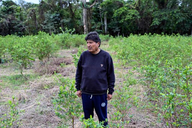 Former Bolivian president Evo Morales stands in a coca leaf plantation on his private farm in Villa Victoria, Cochabamba Department, Bolivia, on June 24, 2026. Bolivia's former president Evo Morales said to AFP on June 23, 2026 that the Bolivian government is "forcing a civil war" with its "neoliberal policy," in an interview at his refuge in the jungle region of Chapare where he remains a fugitive. (Photo by MARTIN BERNETTI / AFP)