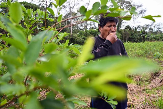 Former Bolivian president Evo Morales eats mandarins near a coca leaf plantation on his private farm in Villa Victoria, Cochabamba Department, Bolivia, on June 24, 2026. Bolivia's former president Evo Morales said to AFP on June 23, 2026 that the Bolivian government is "forcing a civil war" with its "neoliberal policy," in an interview at his refuge in the jungle region of Chapare where he remains a fugitive. (Photo by MARTIN BERNETTI / AFP)