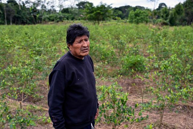 Former Bolivian president Evo Morales stands in a coca leaf plantation on his private farm in Villa Victoria, Cochabamba Department, Bolivia, on June 24, 2026. Bolivia's former president Evo Morales said to AFP on June 23, 2026 that the Bolivian government is "forcing a civil war" with its "neoliberal policy," in an interview at his refuge in the jungle region of Chapare where he remains a fugitive. (Photo by MARTIN BERNETTI / AFP)