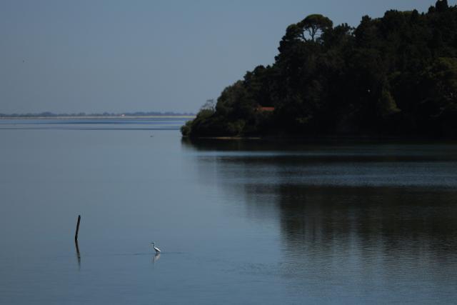 A bird rests at Narta lagoon near Vlora on June 18, 2026. (Photo by Adnan Beci / AFP)