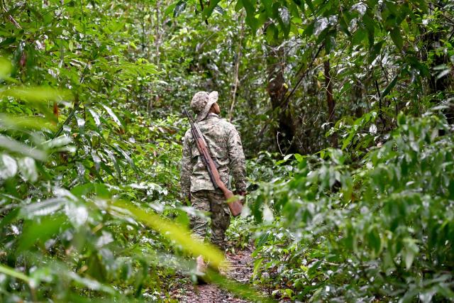 This photo taken on June 9, 2026 shows ranger Hou Sophoan looking up as he listens to animal sounds in the Cardamom National Park in Koh Kong province. Above the patter of rain cascading through the jungle canopy comes the haunting call of a pileated gibbon singing to fend off intruders in Cambodia's Cardamom Mountains. (Photo by TANG CHHIN Sothy / AFP) / To go with 'CAMBODIA-CONSERVATION-ENVIRONMENT-ANIMAL-SCIENCE-FORESTS,FOCUS' by Sara HUSSEIN and Suy SE