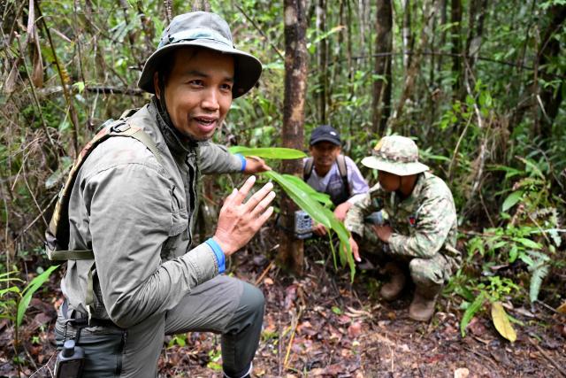 This photo taken on June 10, 2026 shows Ratha Sor (L), Biodiversity and Science Manager of Conservation International Cambodia, preparing to install a camera trap in the Cardamom National Park in Koh Kong province. Above the patter of rain cascading through the jungle canopy comes the haunting call of a pileated gibbon singing to fend off intruders in Cambodia's Cardamom Mountains. (Photo by TANG CHHIN Sothy / AFP) / To go with 'CAMBODIA-CONSERVATION-ENVIRONMENT-ANIMAL-SCIENCE-FORESTS,FOCUS' by Sara HUSSEIN and Suy SE