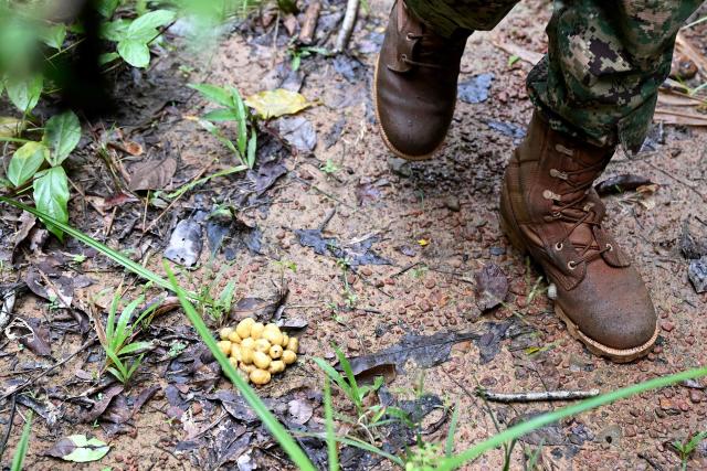 This photo taken on June 9, 2026 shows a ranger walking past civit feces in the Cardamom National Park in Koh Kong province. Above the patter of rain cascading through the jungle canopy comes the haunting call of a pileated gibbon singing to fend off intruders in Cambodia's Cardamom Mountains. (Photo by TANG CHHIN Sothy / AFP) / To go with 'CAMBODIA-CONSERVATION-ENVIRONMENT-ANIMAL-SCIENCE-FORESTS,FOCUS' by Sara HUSSEIN and Suy SE