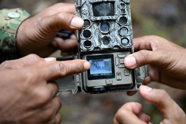 This photo taken on June 9, 2026 shows a ranger showing the image of an elephant on a camera trap in the Cardamom National Park in Koh Kong province. Above the patter of rain cascading through the jungle canopy comes the haunting call of a pileated gibbon singing to fend off intruders in Cambodia's Cardamom Mountains. (Photo by TANG CHHIN Sothy / AFP) / To go with 'CAMBODIA-CONSERVATION-ENVIRONMENT-ANIMAL-SCIENCE-FORESTS,FOCUS' by Sara HUSSEIN and Suy SE