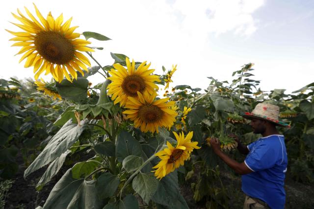 Sunflowers are inspected in a field in the Rabat–Kenitra Region, northwestern Morocco on June 24, 2026. The northern Gharb plain is the main sunflower-producing basin in Morocco, its fertile soils and favorable climate providing ideal conditions for the cultivation of the oilseed crop. Sunflower seeds, characterized by an oil content of 40–50%, constitute a highly valuable raw material for the edible oil industry. (Photo by Abdel Majid BZIOUAT / AFP)