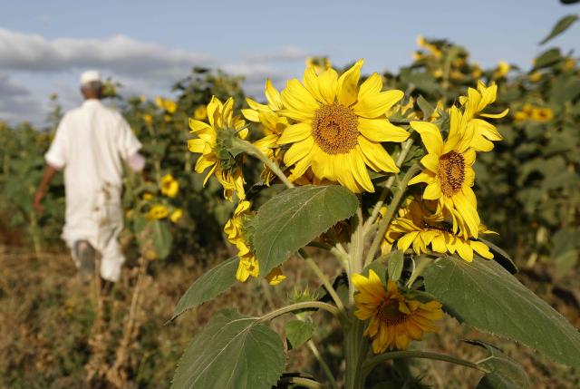 Sunflowers are inspected in a field in the Rabat–Kenitra Region, northwestern Morocco on June 24, 2026. The northern Gharb plain is the main sunflower-producing basin in Morocco, its fertile soils and favorable climate providing ideal conditions for the cultivation of the oilseed crop. Sunflower seeds, characterized by an oil content of 40–50%, constitute a highly valuable raw material for the edible oil industry. (Photo by Abdel Majid BZIOUAT / AFP)