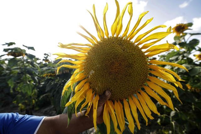 Sunflowers are inspected in a field in the Rabat–Kenitra Region, northwestern Morocco on June 24, 2026. The northern Gharb plain is the main sunflower-producing basin in Morocco, its fertile soils and favorable climate providing ideal conditions for the cultivation of the oilseed crop. Sunflower seeds, characterized by an oil content of 40–50%, constitute a highly valuable raw material for the edible oil industry. (Photo by Abdel Majid BZIOUAT / AFP)