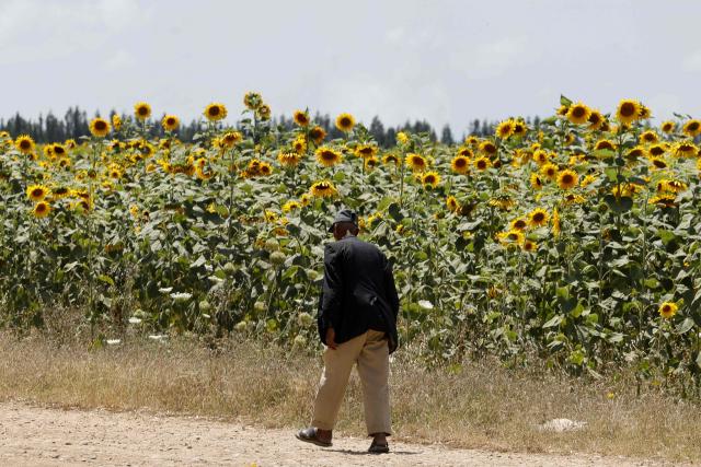 A man walks past a sunflower field in the Rabat–Kenitra Region, northwestern Morocco on June 24, 2026. The northern Gharb plain is the main sunflower-producing basin in Morocco, its fertile soils and favourable climate providing ideal conditions for the cultivation of the oilseed crop. Sunflower seeds, characterised by an oil content of 40–50%, constitute a highly valuable raw material for the edible oil industry. (Photo by Abdel Majid BZIOUAT / AFP)