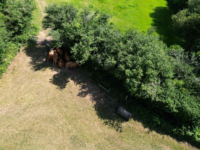 An aerial photo shows cows sheltering from the heat of the sun, under the shade of a tree in the cattle field of a farm near Milford, southern England on June 25, 2026, during a heatwave. The UK recorded its hottest ever June temperature on June 24 with the mercury rising to 36.1C in southern England, breaking the previous record of 35.6C set in 1976. (Photo by JUSTIN TALLIS / AFP)