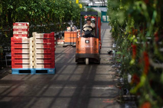 An employee drives a trolley in a greenhouse of tomatoes in Taule, western France on June 25, 2026. At least 101 million Europeans were expected to experience temperatures of over 35C on June 25, 2026, in a punishing and increasingly deadly heatwave hotter than weather in parts of Africa. France and Spain, among the countries worst hit, began counting the toll from the extreme temperatures, with children among the victims. (Photo by Fred TANNEAU / AFP)