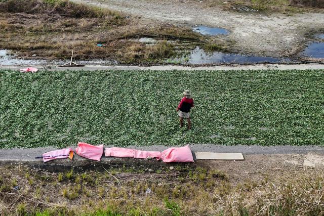 This aerial view shows a farmer drying coca leaves in Villa Tunari, Cochabamba Department, Bolivia, on June 25, 2026. (Photo by MARTIN BERNETTI / AFP)