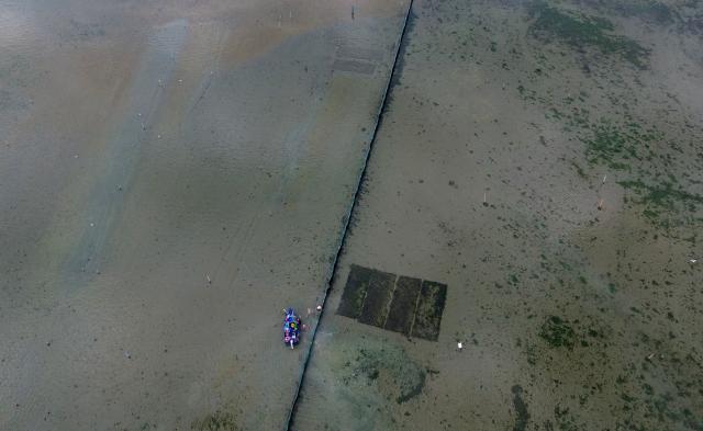 An aerial view shows workers harvesting clams clear the cultivation area of seaweed in the Po River Delta at Scardovari, Italy, northeast Italy, on June 26, 2026. (Photo by Stefano RELLANDINI / AFP)