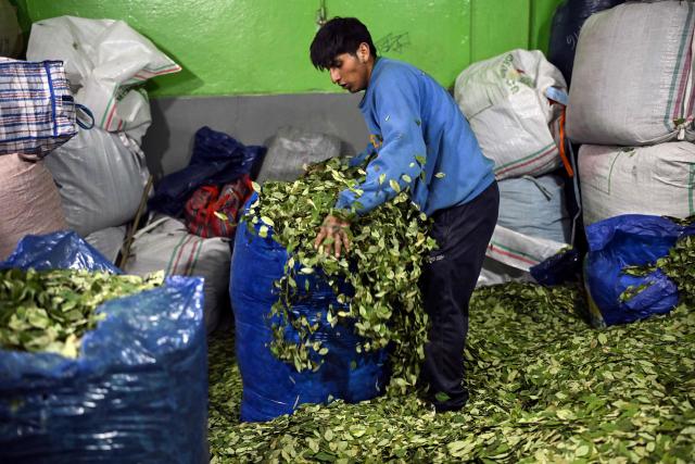 A worker sorts coca leaves into a sack inside the legal coca market in La Paz, on June 26, 2026. (Photo by MARTIN BERNETTI / AFP)