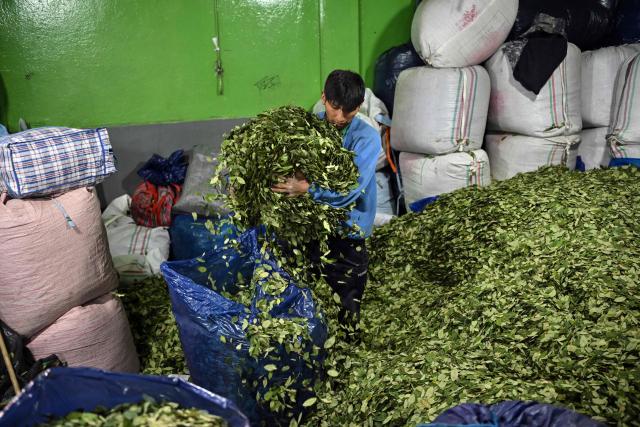 A worker sorts coca leaves into a sack inside the legal coca market in La Paz, on June 26, 2026. (Photo by MARTIN BERNETTI / AFP)