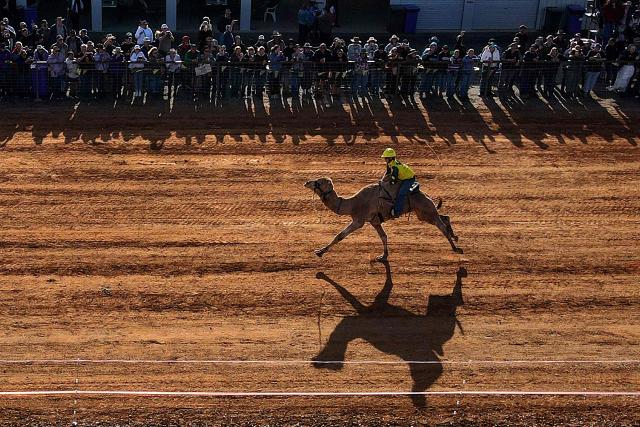 A camel racer competes during the Marree Australasian Camel Cup run in the South Australian outback town of Marree on June 27, 2026. The Camel Cup is a much-loved outback event celebrating camel racing, Afghan cameleer heritage, community and culture. Camels were instrumental in helping settlers open the outback of Australia to development until trains took over. (Photo by William WEST / AFP)