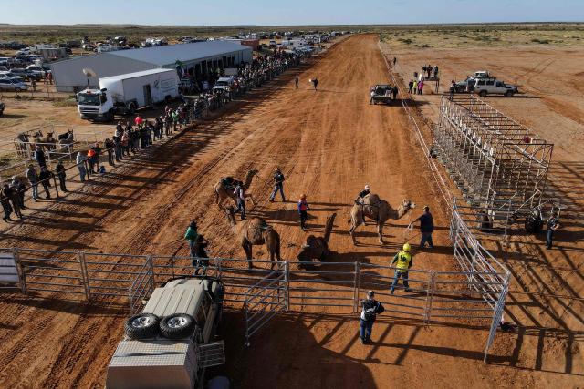 Racers prepare their camel during the Marree Australasian Camel Cup run in the South Australian outback town of Marree on June 27, 2026. The Camel Cup is a much-loved outback event celebrating camel racing, Afghan cameleer heritage, community and culture. Camels were instrumental in helping settlers open the outback of Australia to development until trains took over. (Photo by William WEST / AFP)