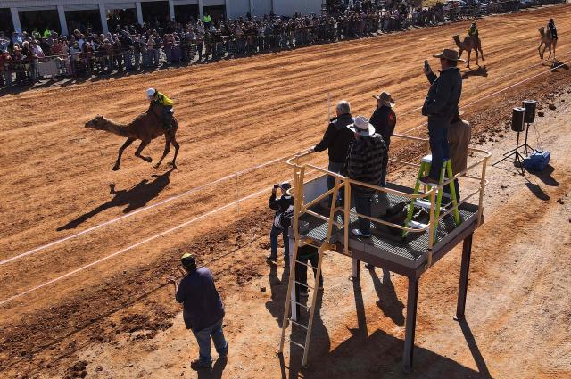 Camel racers compete during the Marree Australasian Camel Cup run in the South Australian outback town of Marree on June 27, 2026. The Camel Cup is a much-loved outback event celebrating camel racing, Afghan cameleer heritage, community and culture. Camels were instrumental in helping settlers open the outback of Australia to development until trains took over. (Photo by William WEST / AFP)