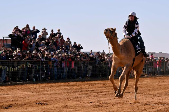 Jockey Patrick Dennis riding camel Young Gun powers to victory in the Marree Australasian Camel Cup run in the South Australian outback town of Marree on June 27, 2026. The Camel Cup is a much-loved outback event celebrating camel racing, Afghan cameleer heritage, community and culture. Camels were instrumental in helping settlers open the outback of Australia to development until trains took over. (Photo by William WEST / AFP)