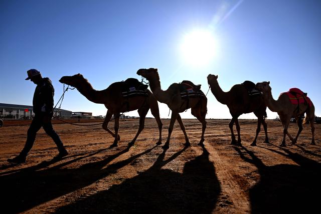 Trainer Wayne Morris (L) leads his camels to the track for the Marree Australasian Camel Cup run in the South Australian outback town of Marree on June 27, 2026. The Camel Cup is a much-loved outback event celebrating camel racing, Afghan cameleer heritage, community and culture. Camels were instrumental in helping settlers open the outback of Australia to development until trains took over. (Photo by William WEST / AFP)