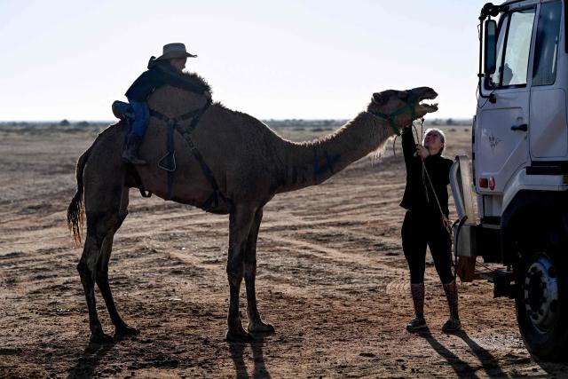 Trainer Kyrraley Woodhouse (R) leads a camel to the track while ridden by her five-year-old son Clancy for the Marree Australasian Camel Cup run in the South Australian outback town of Marree on June 27, 2026. The Camel Cup is a much-loved outback event celebrating camel racing, Afghan cameleer heritage, community and culture. Camels were instrumental in helping settlers open the outback of Australia to development until trains took over. (Photo by William WEST / AFP)