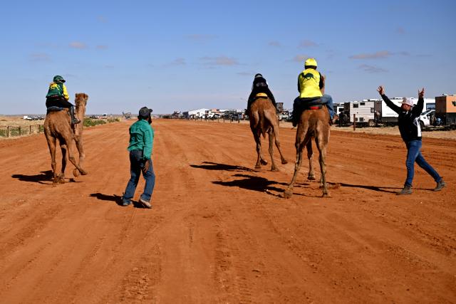 Camels compete during the Marree Australasian Camel Cup meet in the South Australian outback town of Marree on June 27, 2026. The Camel Cup is a much-loved outback event celebrating camel racing, Afghan cameleer heritage, community and culture. Camels were instrumental in helping settlers open the outback of Australia to development until trains took over. (Photo by William WEST / AFP)