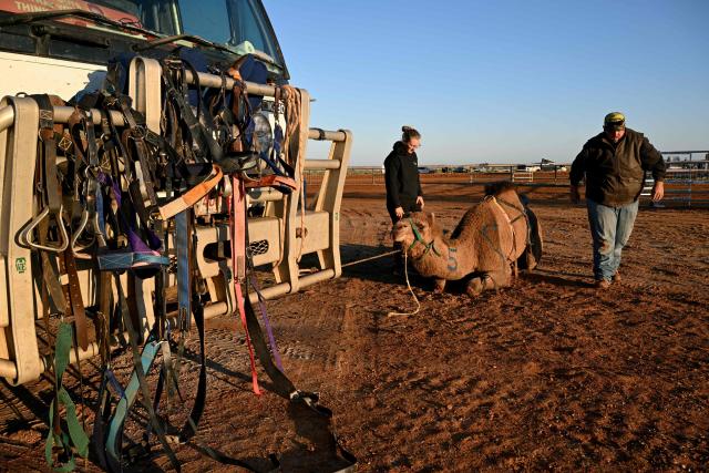 Trainers Kyrraley and Tom Woodhouse prepare a camel for the Marree Australasian Camel Cup run in the South Australian outback town of Marree on June 27, 2026. The Camel Cup is a much-loved outback event celebrating camel racing, Afghan cameleer heritage, community and culture. Camels were instrumental in helping settlers open the outback of Australia to development until trains took over. (Photo by William WEST / AFP)