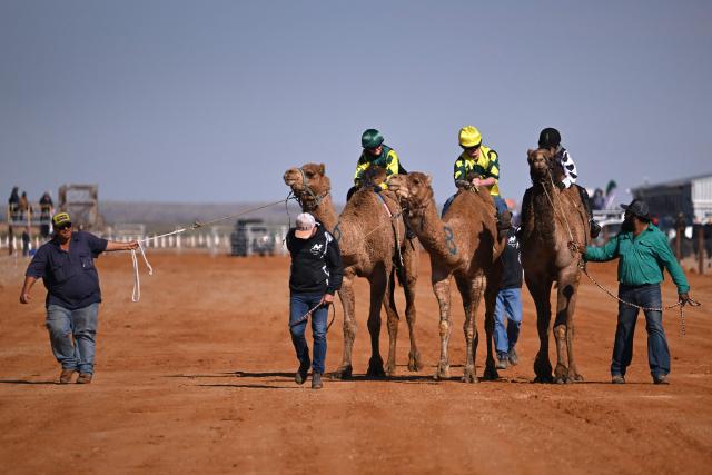 Camels are walked to the start line during the Marree Australasian Camel Cup meet in the South Australian outback town of Marree on June 27, 2026. The Camel Cup is a much-loved outback event celebrating camel racing, Afghan cameleer heritage, community and culture. Camels were instrumental in helping settlers open the outback of Australia to development until trains took over. (Photo by William WEST / AFP)