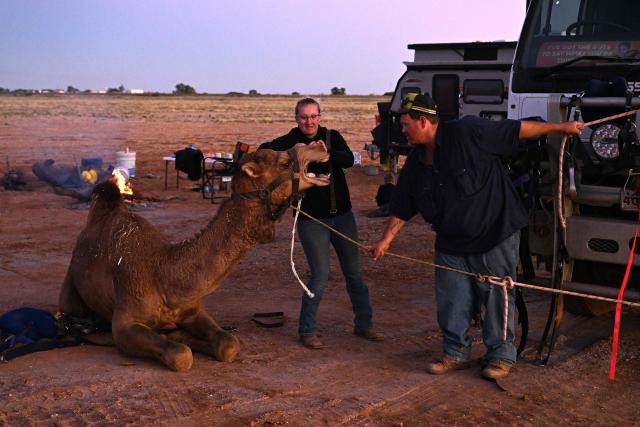 Trainers Kyrraley (L) and Tom Woodhouse (R) tend to their camels a day before the Marree Australasian Camel Cup meet in the South Australian outback town of Marree on June 26, 2026. The Camel Cup is a much-loved outback event celebrating camel racing, Afghan cameleer heritage, community and culture. Camels were instrumental in helping settlers open the outback of Australia to development until trains took over. (Photo by William WEST / AFP)