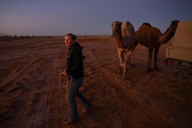 Trainer Kyrraley Woodhouse tends to her camels a day before the Marree Australasian Camel Cup meet in the South Australian outback town of Marree on June 26, 2026. The Camel Cup is a much-loved outback event celebrating camel racing, Afghan cameleer heritage, community and culture. Camels were instrumental in helping settlers open the outback of Australia to development until trains took over. (Photo by William WEST / AFP)