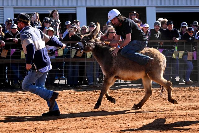 Spectators take part in a donkey race at the Marree Australasian Camel Cup meet in the South Australian outback town of Marree on June 27, 2026. The Camel Cup is a much-loved outback event celebrating camel racing, Afghan cameleer heritage, community and culture. Camels were instrumental in helping settlers open the outback of Australia to development until trains took over. (Photo by William WEST / AFP)
