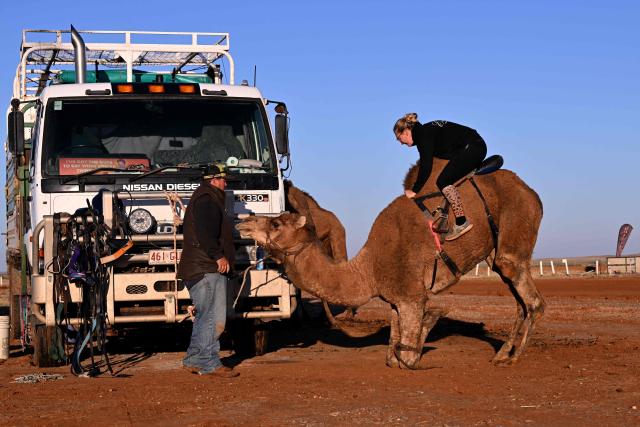 Trainers Tom and Kyrraley Woodhouse prepare a camel ahead of the Marree Australasian Camel Cup meet in the South Australian outback town of Marree on June 27, 2026. The Camel Cup is a much-loved outback event celebrating camel racing, Afghan cameleer heritage, community and culture. Camels were instrumental in helping settlers open the outback of Australia to development until trains took over. (Photo by William WEST / AFP)