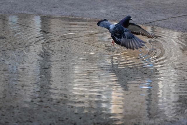 A pigeon cools off in a pond in central Warsaw during a heatwave that has reached Poland on June 27, 2026 (Photo by Wojtek RADWANSKI / AFP)