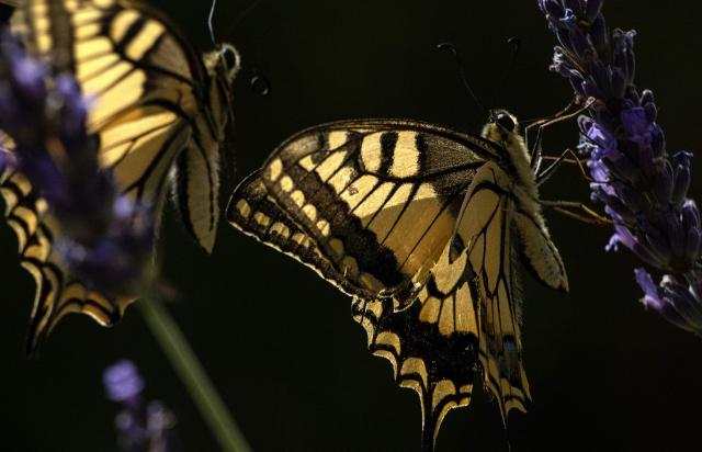 A common yellow swallowtail butterfly (Papilio machaon) is feeding on a flower in Chisseaux, central France, on June 27, 2026. (Photo by Alain JOCARD / AFP)
