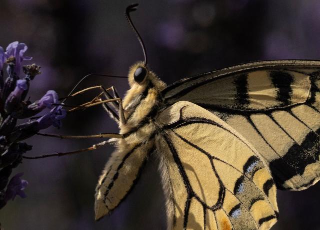 A common yellow swallowtail butterfly (Papilio machaon) is feeding on a flower in Chisseaux, central France, on June 27, 2026. (Photo by Alain JOCARD / AFP)