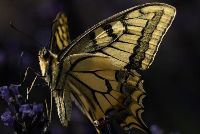 A common yellow swallowtail butterfly (Papilio machaon) is feeding on a flower in Chisseaux, central France, on June 27, 2026. (Photo by Alain JOCARD / AFP)