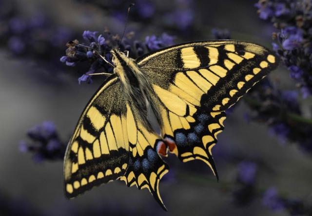 A common yellow swallowtail butterfly (Papilio machaon) is feeding on a flower in Chisseaux, central France, on June 27, 2026. (Photo by Alain JOCARD / AFP)