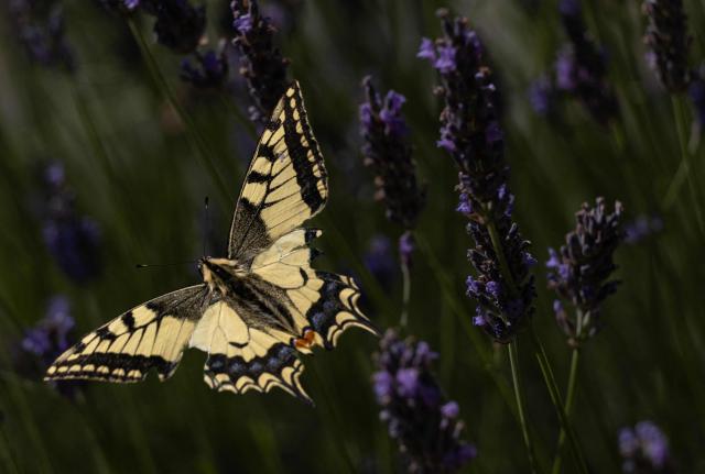 A common yellow swallowtail butterfly (Papilio machaon) flies over flowers in Chisseaux, central France, on June 27, 2026. (Photo by Alain JOCARD / AFP)