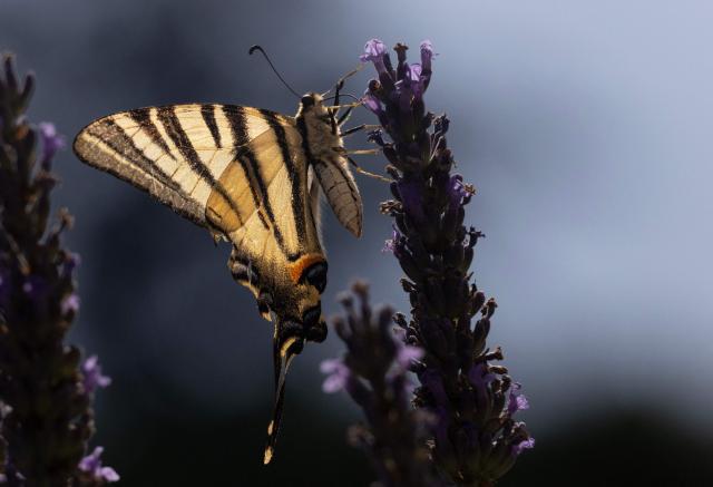 A common yellow swallowtail butterfly (Papilio machaon) is feeding on flowers in Chisseaux, central France, on June 27, 2026. (Photo by Alain JOCARD / AFP)