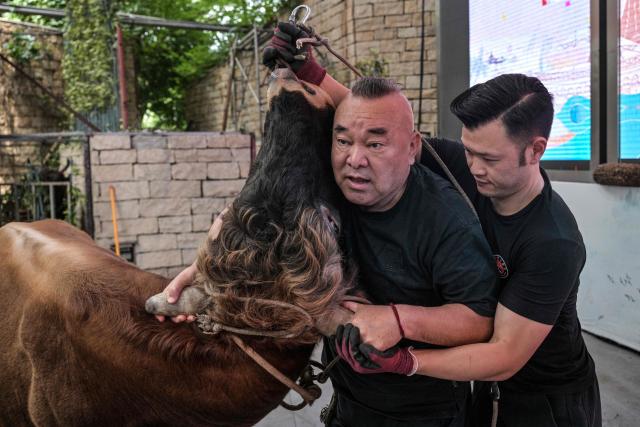This photo taken on June 17, 2026 shows Kung Fu master Han Haihua (C), 72, grasping a bull during a training session before the 15th China Bullfighting championship at an arena in Jiaxing, China's Zhejiang province. Chinese bull-wrestling, or "guanniu", dates back over 600 years but remains a little-known sport domestically, let alone internationally. (Photo by Hector RETAMAL / AFP) / To go with 'CHINA-CULTURE-LIFESTYLE-ANIMAL, REPORTAGE' by Rita QIAN